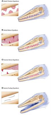 Decoupling <mark class="highlighted">Tooth Loss</mark> from the Evolution of Baleen in Whales